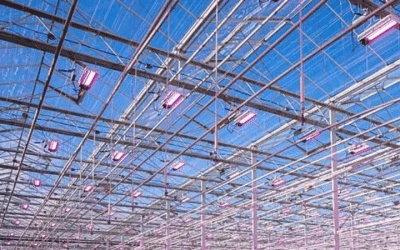 The Future of Cannabis Cultivation:How Dynamic LED Lighting is Transforming the Industry
