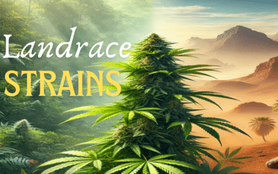 Landrace Strains: Their History, Significance, and Contributions to Modern Cannabis