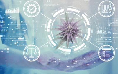 Beyond Banking: How Safe Harbor Financial and Würk Are Reshaping Cannabis Finance