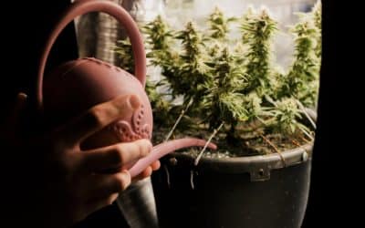 Microgrowery Methods: Design an Ideal Grow Tent Setup for Apartments