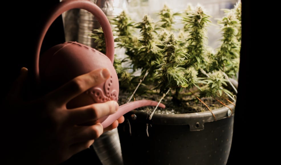 microgrowery