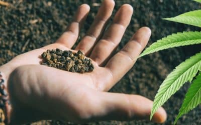 5 Reasons to Harness the Power of Volcanic Soil for Premium, Sustainable Yields