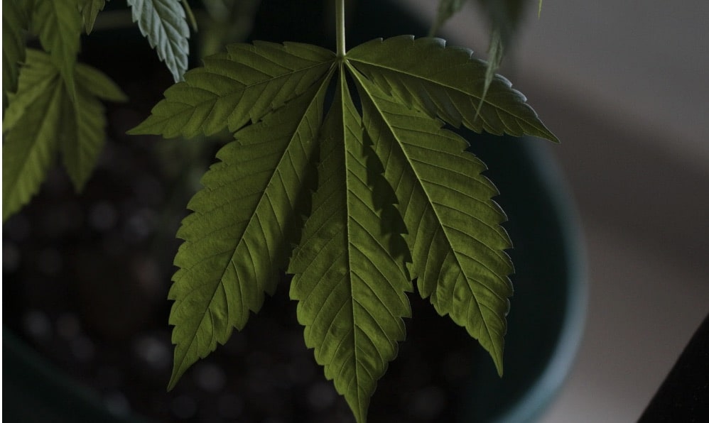 Cannabis Insurance