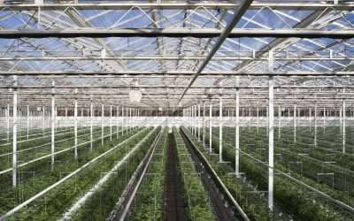 The Future is Sungrown: Wellness and Sustainability in Cannabis Cultivation
