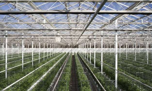The Future is Sungrown: Wellness and Sustainability in Cannabis Cultivation