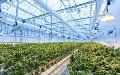 Cannabis Concentrates: How Extraction Methods Impact Flavor, Potency, and Purity
