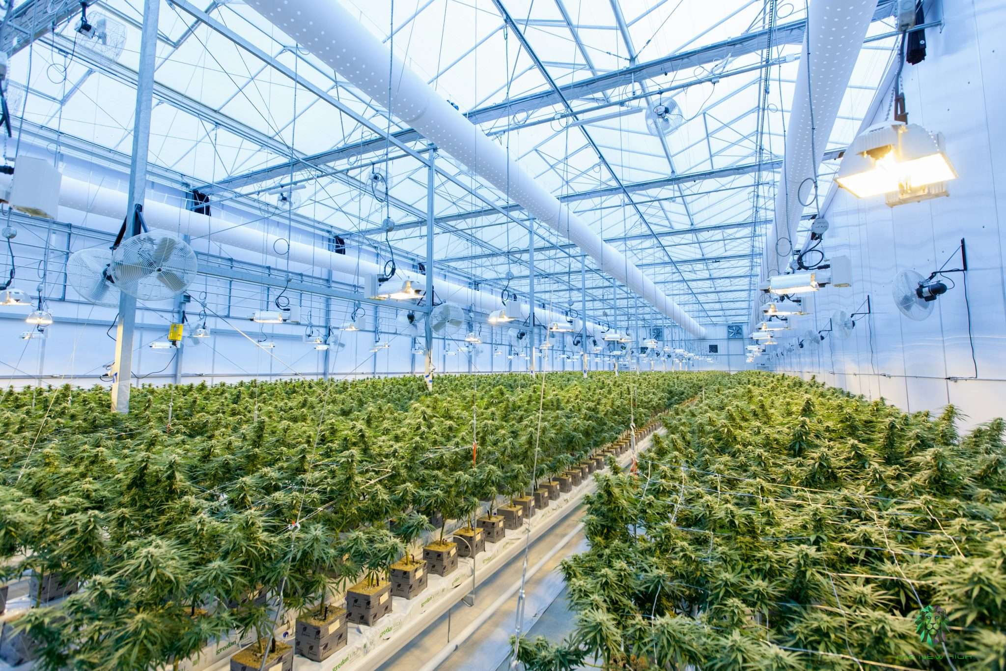 Cannabis concentrates
