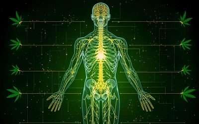 How Does Cannabis Interact with the Endocannabinoid System