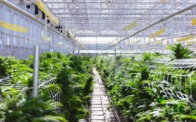 The Tech Gap No One Talks About: Cannabis Still Can’t See Its Full Cost