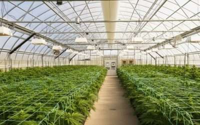 Data-Driven Hybrid Greenhouse: How Automation, Sensors, and AI Boost Yield, Cut Costs, and Improve Compliance