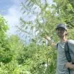 Explore the industrial hemp growing industry at Feb. 25 SIU event