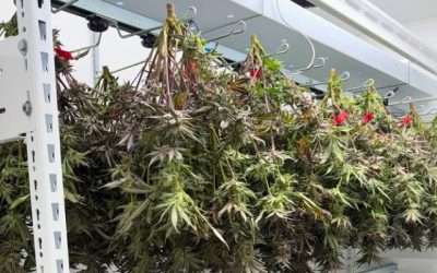 Cannabis Storage Benchmark Study Aims to Define Data-Driven Post-Harvest Standards