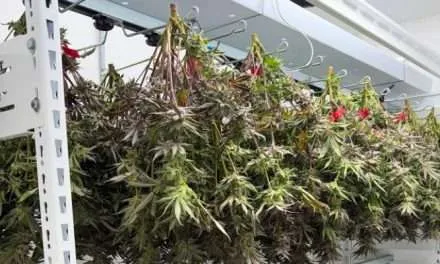 Cannabis Storage Benchmark Study Aims to Define Data-Driven Post-Harvest Standards