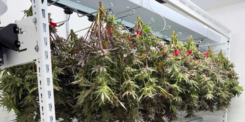 cannabis storage
