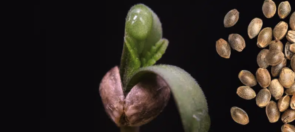 Strain Genetics