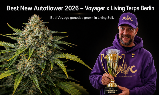 Best New Autoflower 2026: “Voyager” Wins With Living Terps Berlin’s Living Soil