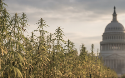 Congress Is Looking for a Hemp Reset. Can One Proposal Bring the Industry Together? 