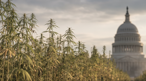 Congress Is Looking for a Hemp Reset. Can One Proposal…
